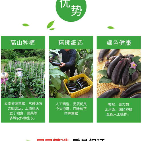 譽福園云南長茄子 農家自種黑紫茄子，新鮮直供的云味之選